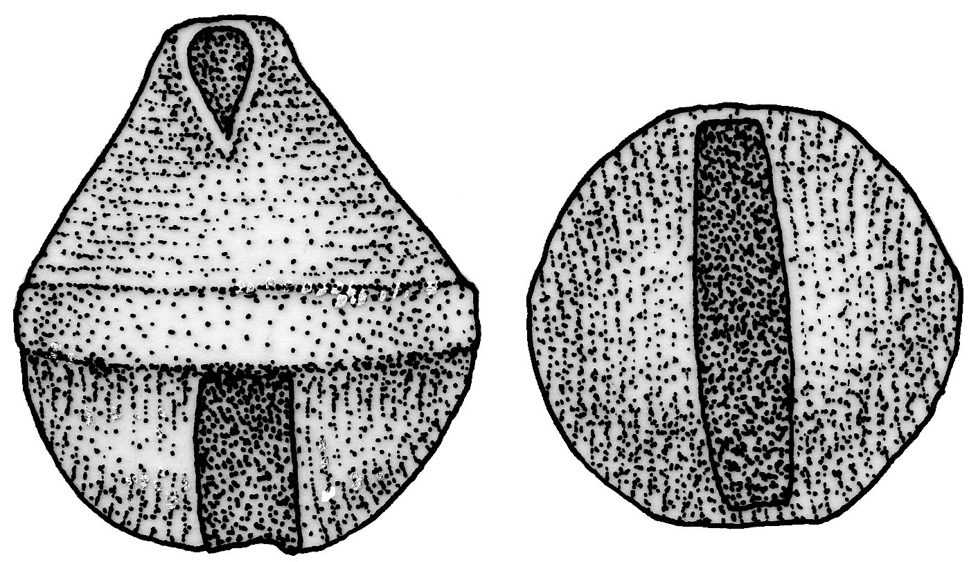 BCES 0162/0205<br>Intact length (top to bottom)=1.6 cm.
Intact width=1.5 cm.
Width of opening=0.2 cm.
Degree of opening around the body=180°.
Ball is intact within bell.
